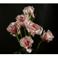Spray Roses - Majolica Light Pink